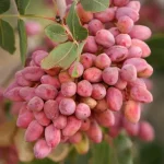 پسته مرغوب آجیکس خوشه پسته