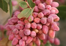 پسته مرغوب آجیکس خوشه پسته