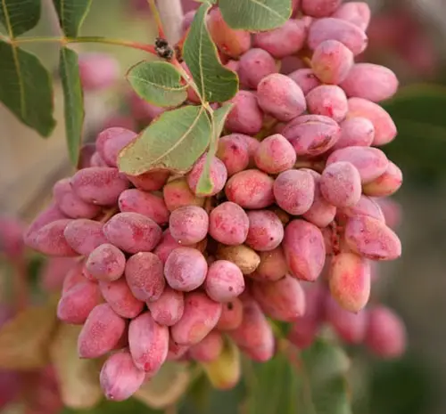پسته مرغوب آجیکس خوشه پسته
